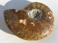 Echter Ammonit 76 g., poliert 