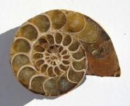 Echter Ammonit, aufgeschnitten, poliert 58 g. 