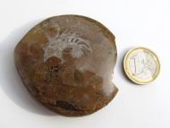 Ammonit Scheibe Platte, poliert, fossil, 60 mm 