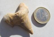 Grosser Haizahn, fossil 40 mm 
