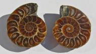 Echter Ammonit, aufgeschnitten, 1 Paar, 34 g. 