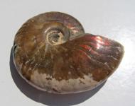 Ammonit aus Madagaskar, poliert, 70 g. 