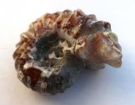 Ammonit aus Madagaskar, Douvilleiceras, poliert, 32 g. 