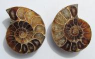 Echter Ammonit, aufgeschnitten, 1 Paar, 32 g. 