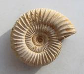 Echter Ammonit, naturbelassen 52 g. 