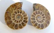 Echter Ammonit, aufgeschnitten, 1 Paar, 50 g. 