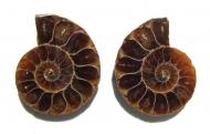 Echter Ammonit, aufgeschnitten, 1 Paar 14g 