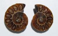 Echter Ammonit, aufgeschnitten, 1 Paar, 12 g. 