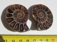 Echter Ammonit, aufgeschnitten, 1 Paar, 42 g. 