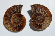 Echter Ammonit, aufgeschnitten, 1 Paar, 26 g. 