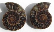 Echter Ammonit, aufgeschnitten, 1 Paar, 46 g. 