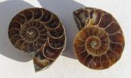 Ammonit aus Madagaskar, Paar, ca. 33 mm, Schnittfläche poliert 