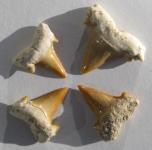 4 kleine Haizähne ca. 18-22 mm, fossil 