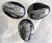 Orthoceras, fossil, ca. 45mm, 25 g. 