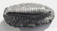 Fossiler Orthoceras, Platte, gut herausgearbeitet, poliert, 276 g., 115 mm 