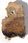 Versteinertes Holz, fossil, Scheibe 11 cm, poliert … 