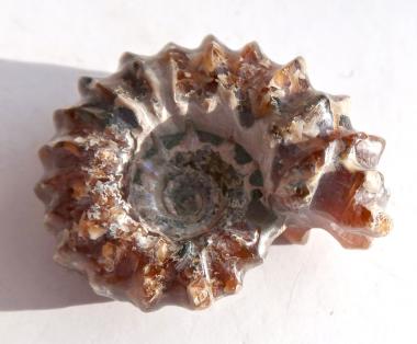 Ammonit aus Madagaskar, Douvilleiceras, poliert, 40 mm, 32 g. 