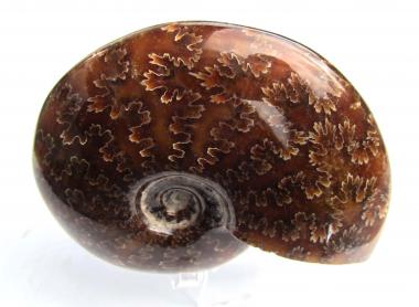 Echter Ammonit aus Madagaskar, poliert, 254 g. 