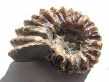 Ammonit aus Madagaskar, Douvilleiceras, poliert, 49 mm, 58 g. 
