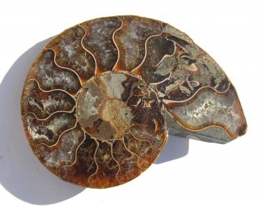 Echter Ammonit, aufgeschnitten, poliert 85 mm 