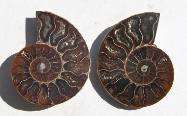 Echter Ammonit, aufgeschnitten, 1 Paar 
