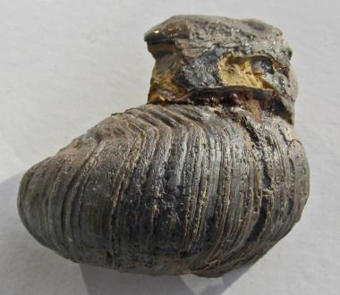 Auster versteinert (Gryphaea arcuata), fossil, 126 g. 