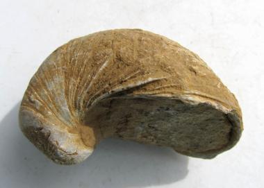 Auster versteinert (Gryphaea) fossil 94 g. 