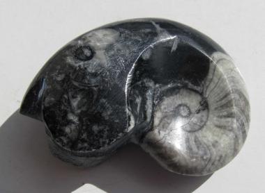 Goniatit, fossil, Marokko, 98 g., 69 mm 