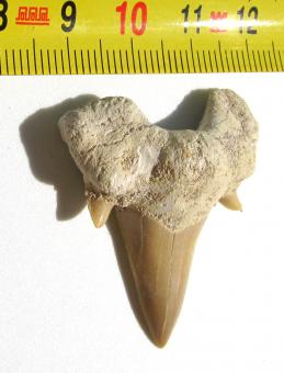 Grosser Haizahn, fossil, 37 mm 