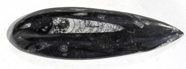 Fossiler Orthoceras, Marokko, 16 cm, 168 g. 