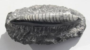Fossiler Orthoceras, Platte, gut herausgearbeitet, poliert, 276 g., 115 mm 