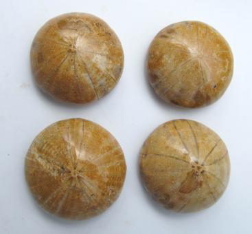 Fossiler Seeigel aus Madagaskar 
