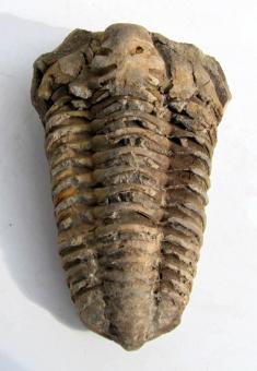 Trilobit aus Marokko, 148 g. 